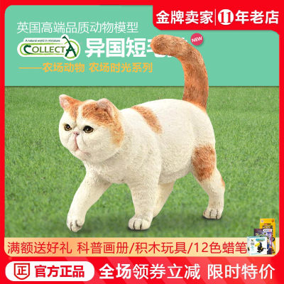 Collecta美国短毛猫仿真模型摆件