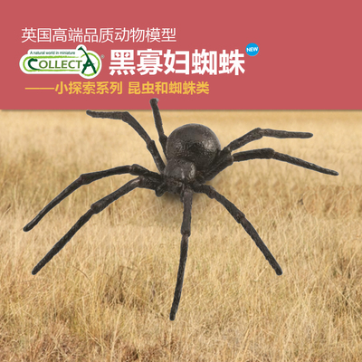 认知Collecta动物模型黑寡妇蜘蛛