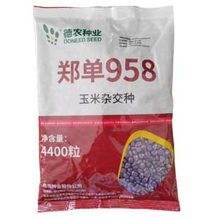郑单958玉米种北京德农国审白轴玉米种