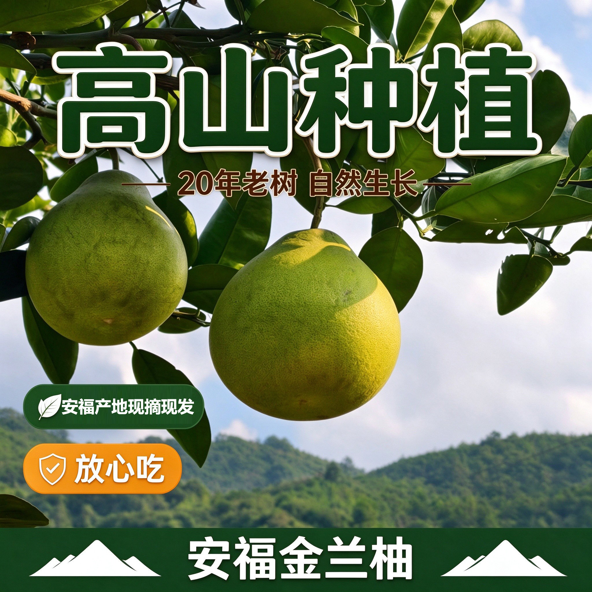 正宗安福金兰柚白心柚井冈蜜柚