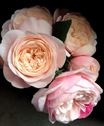 月季 环 日月切花新品 实生根接裸根大苗