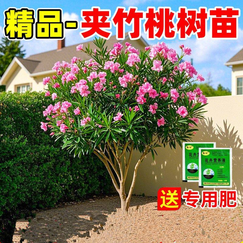 夹竹桃树苗盆栽绿化苗木花卉
