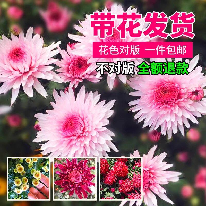 九月菊千头菊耐寒浓香花卉植物