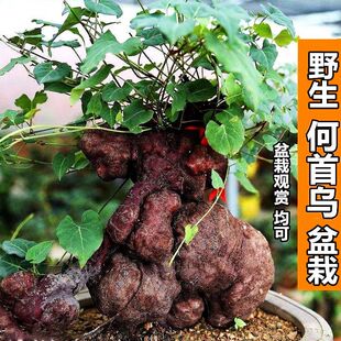 野生何首乌盆栽根艺盆景绿植造型爬藤办公室书房茶桌趣味小绿植