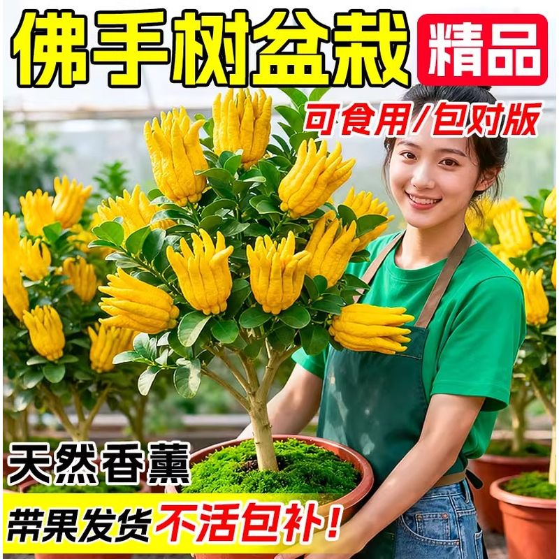 佛手柑树苗盆栽带果花卉绿植