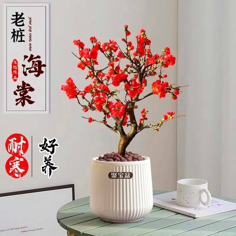 长寿冠海棠花盆栽老桩花卉