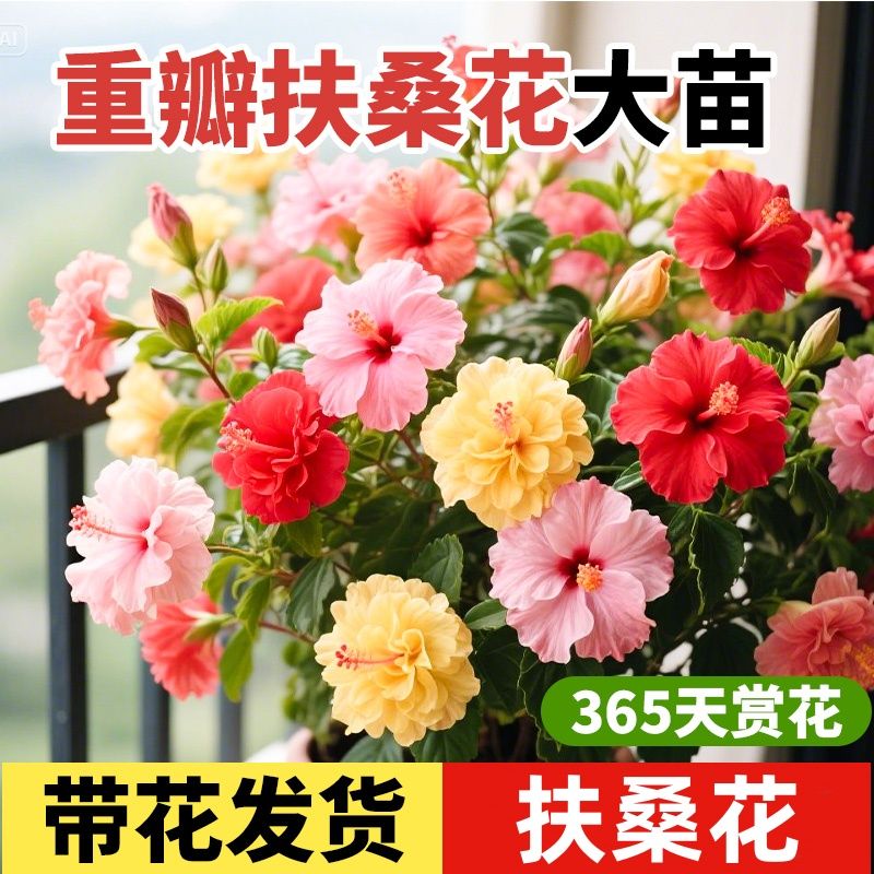 扶桑花盆栽重瓣带花苞