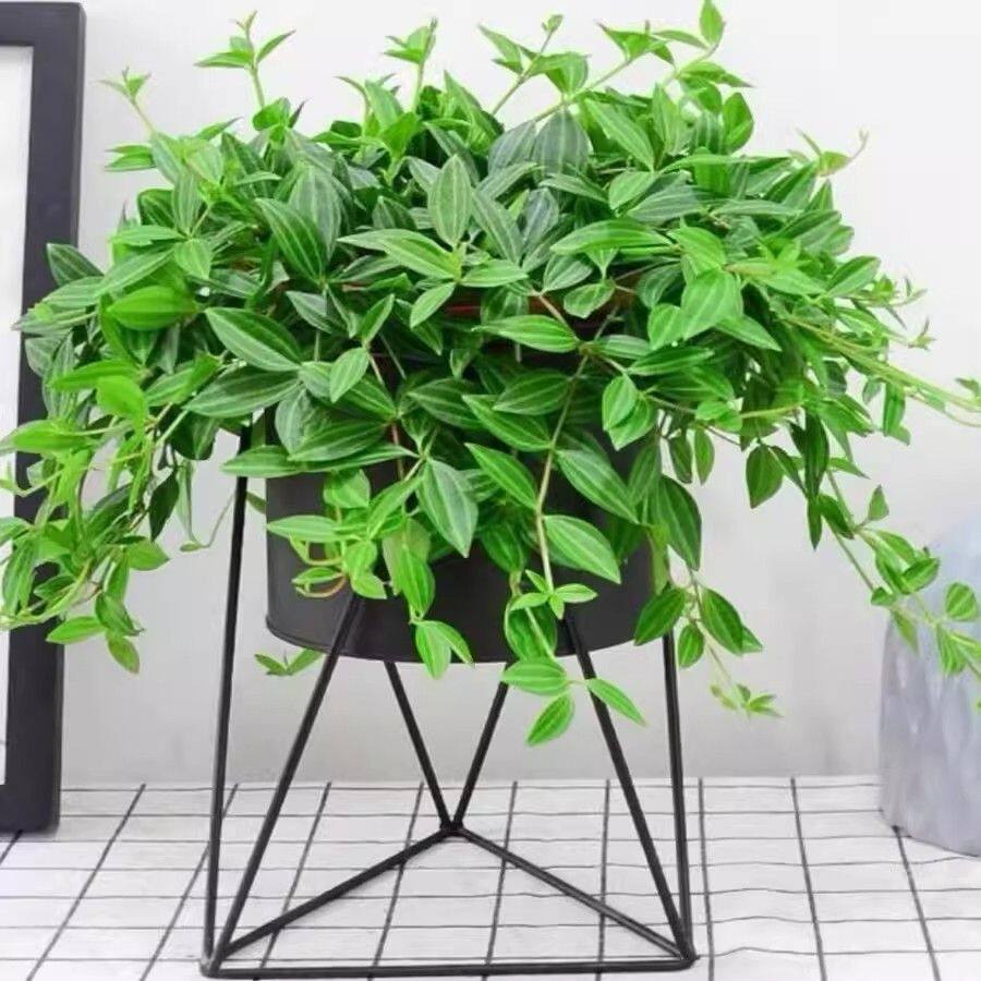 钻石翡翠吊兰盆栽四季常青植物
