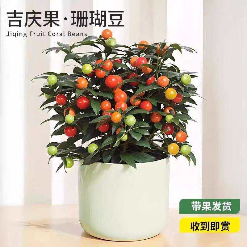 珊瑚豆盆栽冬珊瑚看樱桃果植物