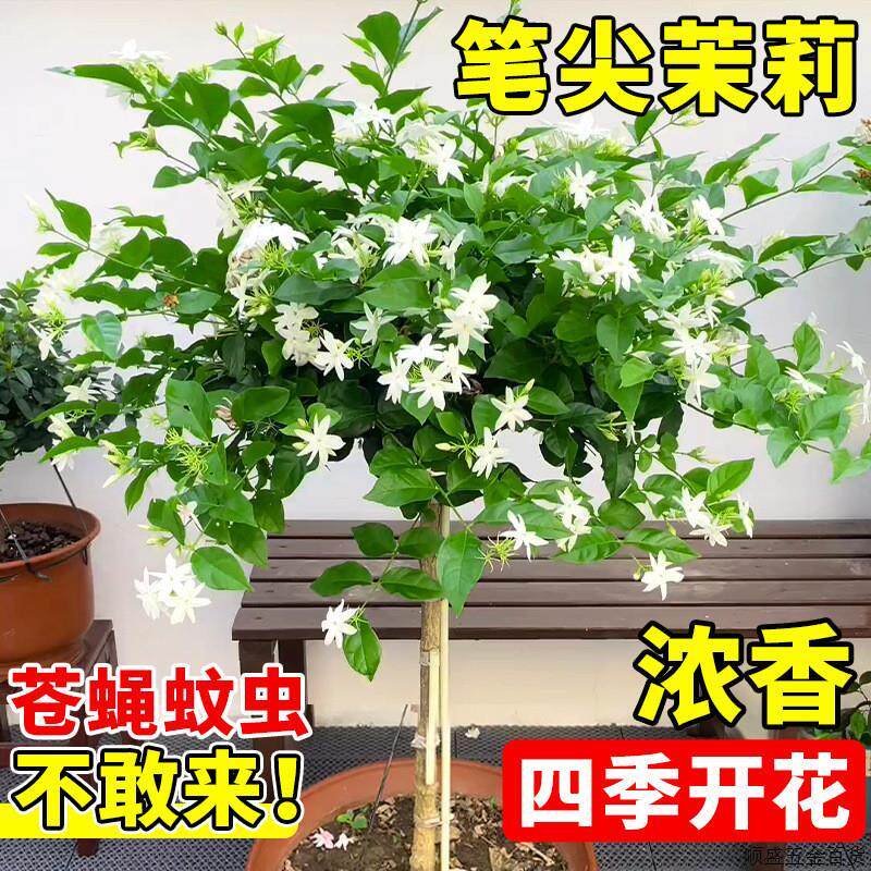 单瓣笔尖茉莉花独杆棒棒糖茉莉花