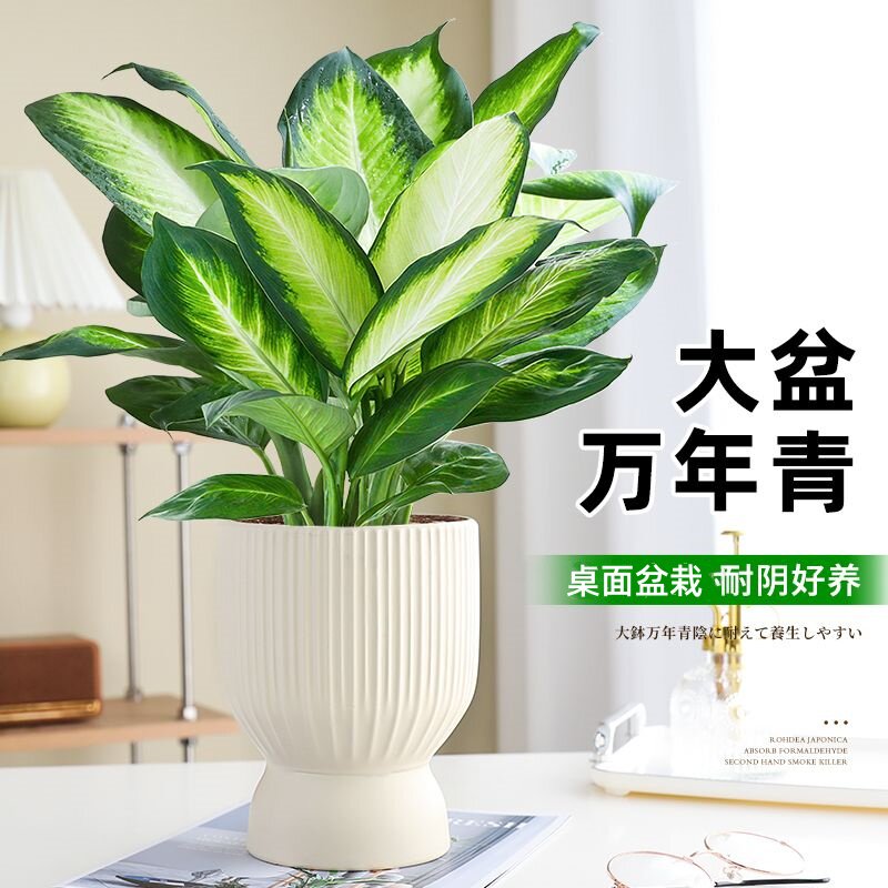 玛丽安万年青四季常青盆栽
