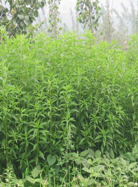 地参虫草参宝塔菜种苗果实秋