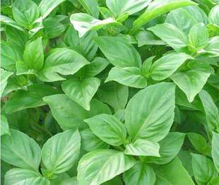 台湾甜罗勒种鱼香菜九层塔神奇魔豆香草王圣约瑟夫草兰香200粒 元