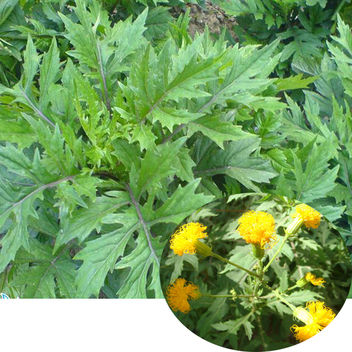 菊三七汉三齐根块种苗