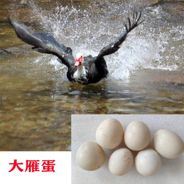 农家散养大雁蛋可食用营养