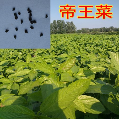埃及帝王菜种子长蒴黄麻麻叶菜菜用黄麻野麻婴莫洛海芽粉帝王菜粉 - 封面