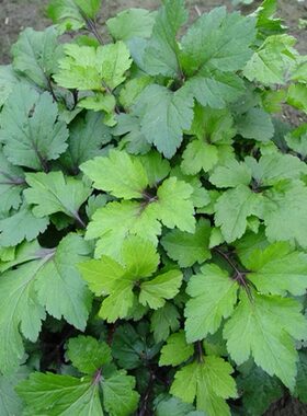 野生菜用珍珠菜红梗带根种苗