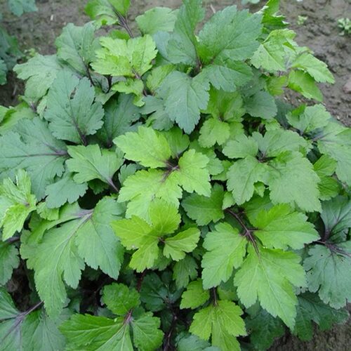 野生菜用珍珠菜红梗带根种苗