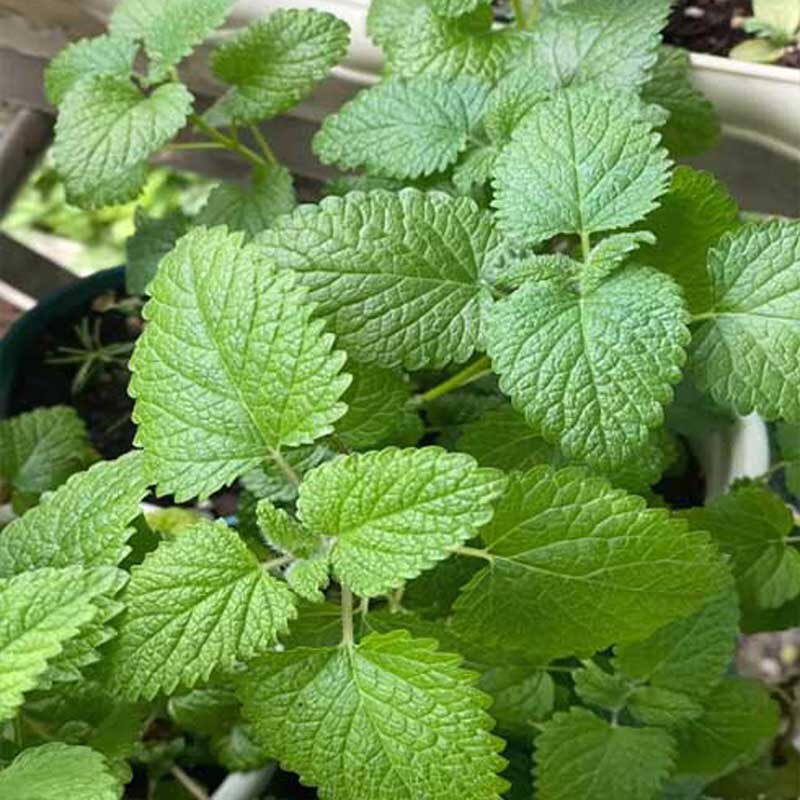 香蜂草带根苗子可种植盆栽蜜蜂草现挖现发蜂香脂可泡水食用绿植
