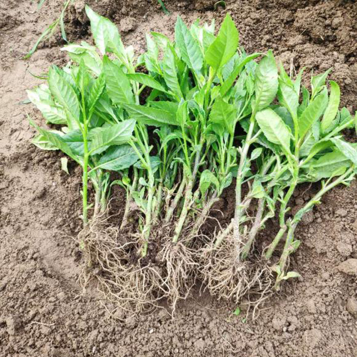 明月草长寿菜平卧菊三七带根苗子