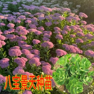 八宝景天蝎子草带根苗子可盆栽华丽三七止痒公园花卉绿植懒人植物