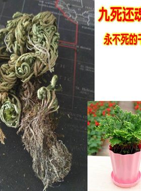 假山室内植物不死草卷柏