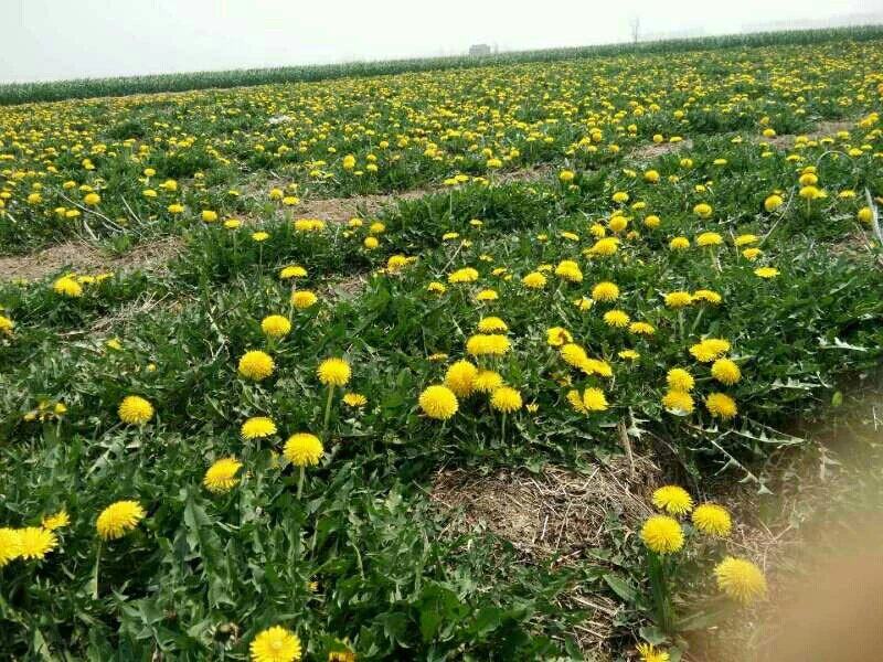 巨型蒲公英 多倍体蒲公英种子种苗华花郎蒲公草食用蒲公英婆婆丁