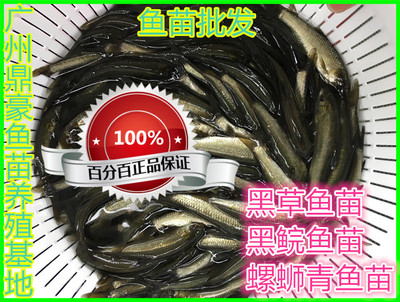 淡水黑草黑鲩鱼苗活体包邮