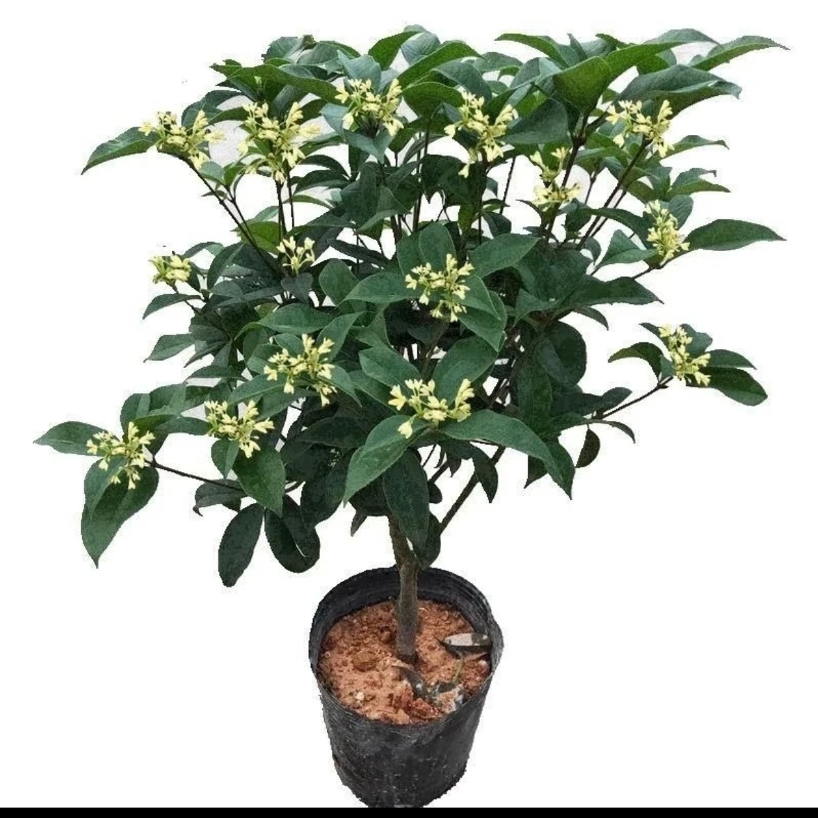 桂花树苗盆栽浓香型室内外四季桂绿植庭院大树盆景地栽花卉