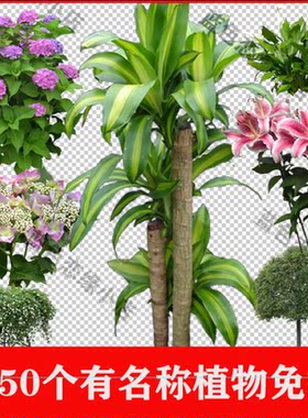 PS园林景观植物有名称PNG免抠树木立面树植物花透明背景图素材