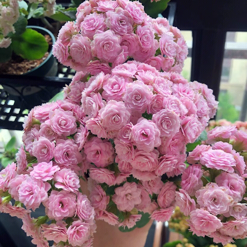 长寿花室内阳台花苞多缤纷四季