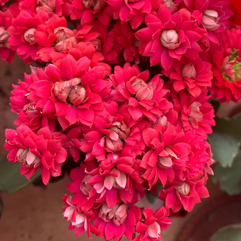 喜糖大花大花重瓣室内阳台