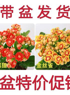 懒人好养室内阳台缤纷盆栽长寿花