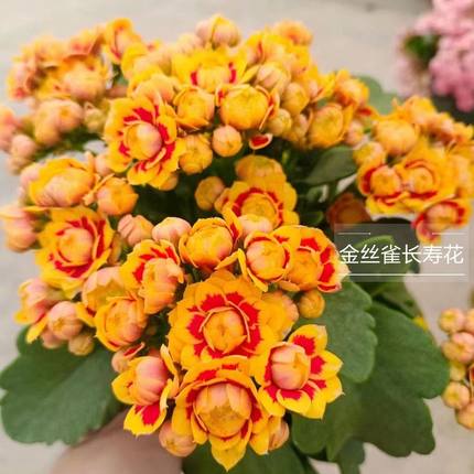 长寿花盆栽带花苞重瓣大花四季开花好养室内绿植观花年宵花卉阳台