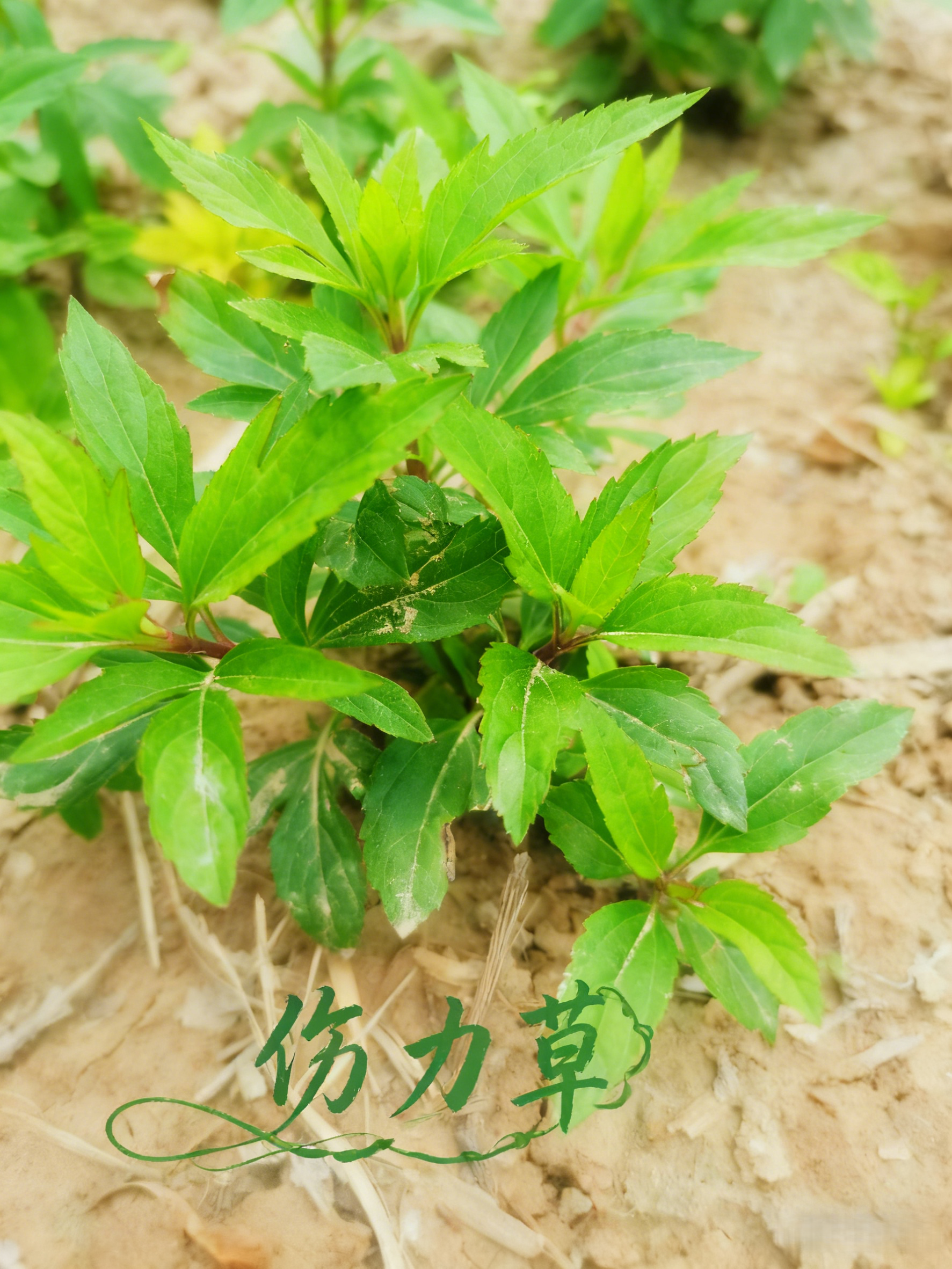 伤力草商丘天然中成药强身健体新鲜伤力草损伤伤力草苗端午节楼顶