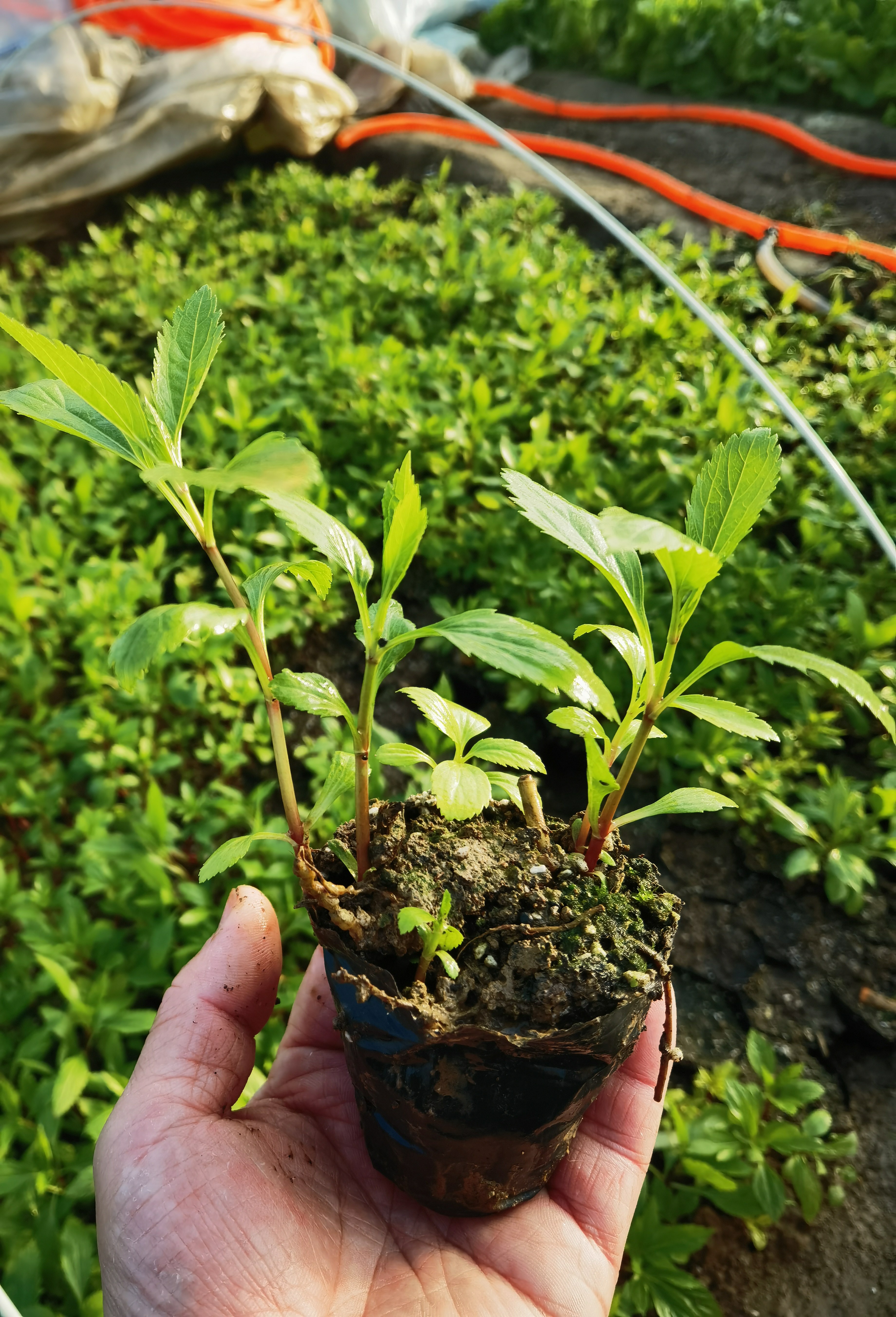 伤力草苗盆栽原土南北室内外阳台庭院种植可食用伤力草苗
