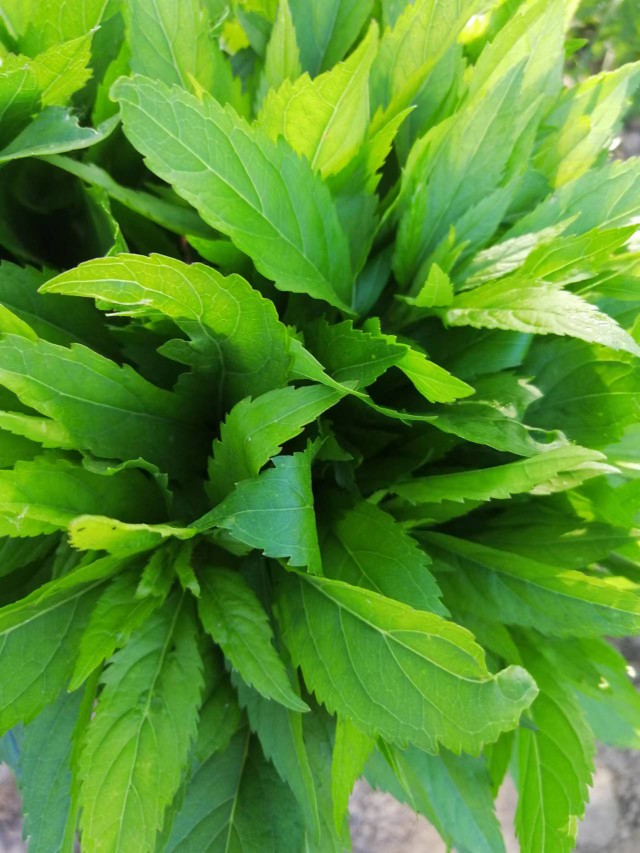 伤力草茎叶伤力草茎叶烘焙茎叶商丘特产端午及新鲜端午节可食用