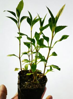 伤力草苗盆栽原土南北室内外阳台庭院种植可食用伤力草苗