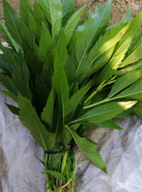 伤力草茎叶伤力草茎叶烘焙茎叶商丘特产端午及新鲜端午节可食用
