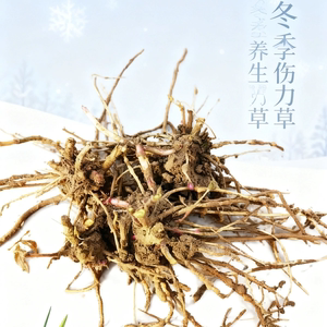 豫东特产伤力草,伤力草根,现挖现发纯根茎,补气强身中草药力草