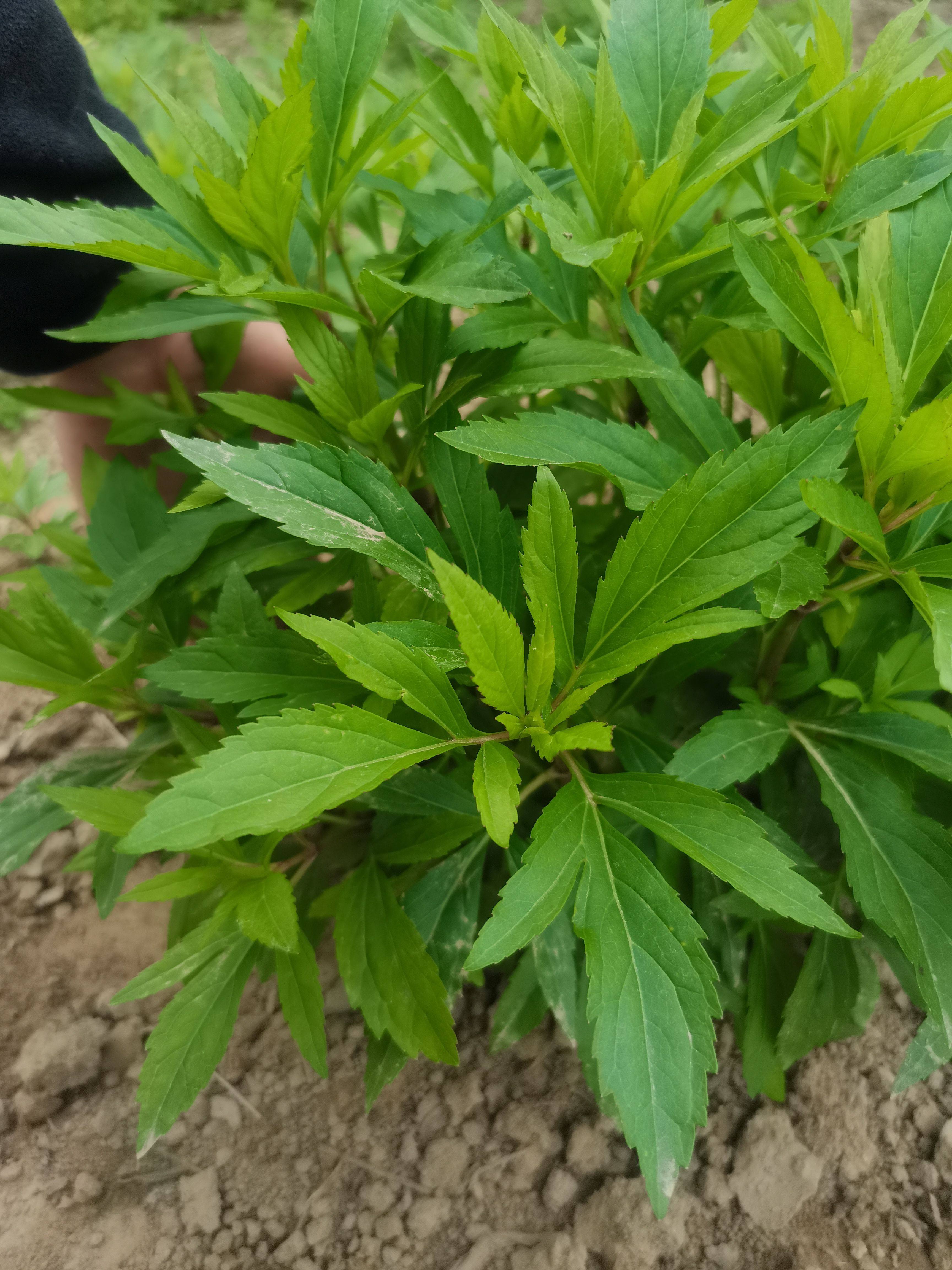 伤力草植物天然中成药强身健体新鲜原生态中草药绿植鲜活内外正品