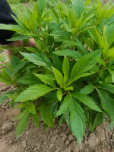 伤力草植物天然中成药强身健体新鲜原生态中草药绿植鲜活内外正品