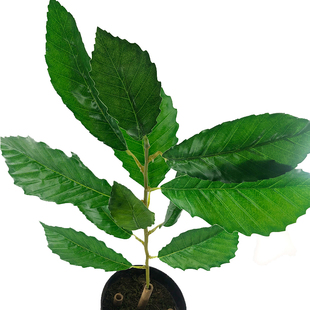 仿真植物青冈树叶绿植栗树叶园林工程造景装饰假栎树叶厂家直销