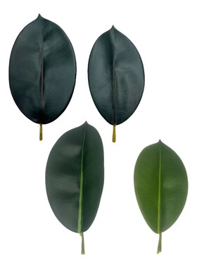 仿真植物橡皮叶圆林景观装饰摆设