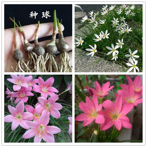 葱莲葱兰风雨兰种球韭菜兰绿植桌面盆栽四季花卉庭院花坛植物花 - 封面
