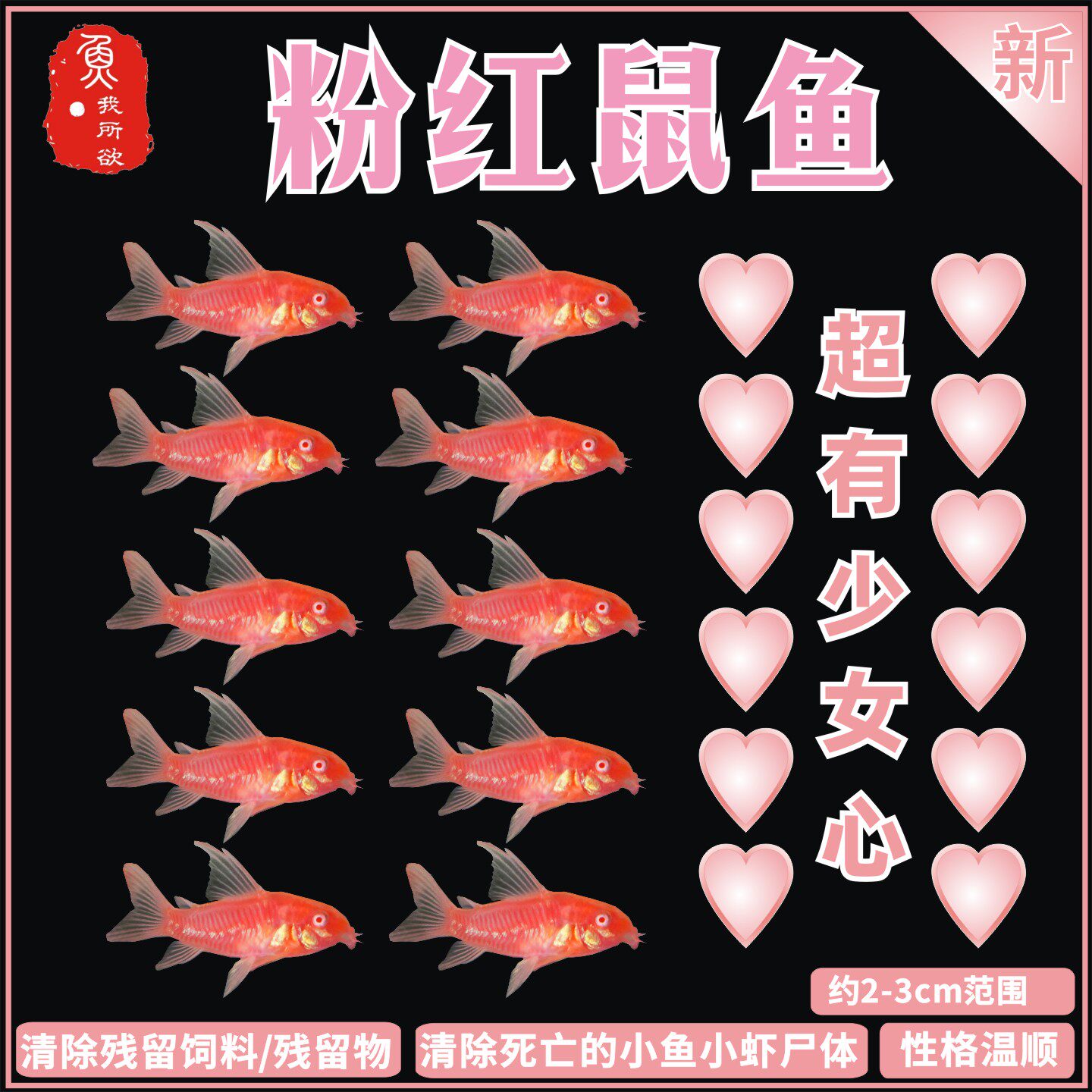 粉红鼠鱼清洁鱼工具鱼除藻鱼除苔藓吃垃圾清道夫鱼黄金大帆胡子鱼