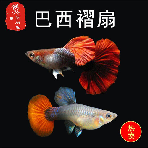 纯种巴西褶扇孔雀鱼孕母临产繁殖