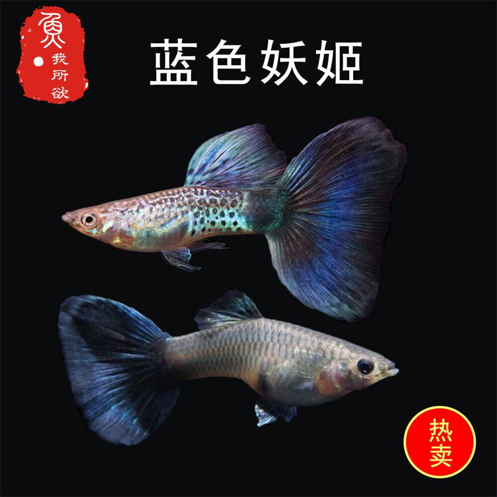 蓝色妖姬孔雀鱼孕母临产热带胎生鱼银河蓝尾孔雀鱼孔雀鱼