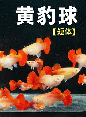 黄豹球孔雀鱼稀有球体热带观赏鱼