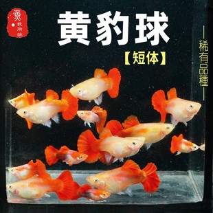 黄豹球孔雀鱼稀有球体凤尾鱼高档热带观赏鱼孕母临产大肚下崽狂魔